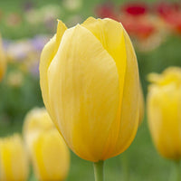 Heirloom (Heirloom scientific name) for planting in garden