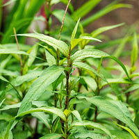 Green Vietnamese Coriander Plant Seeds for Planting- Culinary Gardens Scientific Name Placeholder for planting in home garden