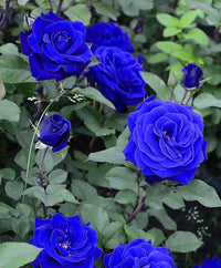 Close-up of Blue Midnight Rose blooms showcasing rich blue-inspired petals.