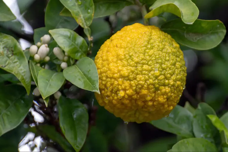 Bergamot citrus plant displayed in a decorative container garden.

