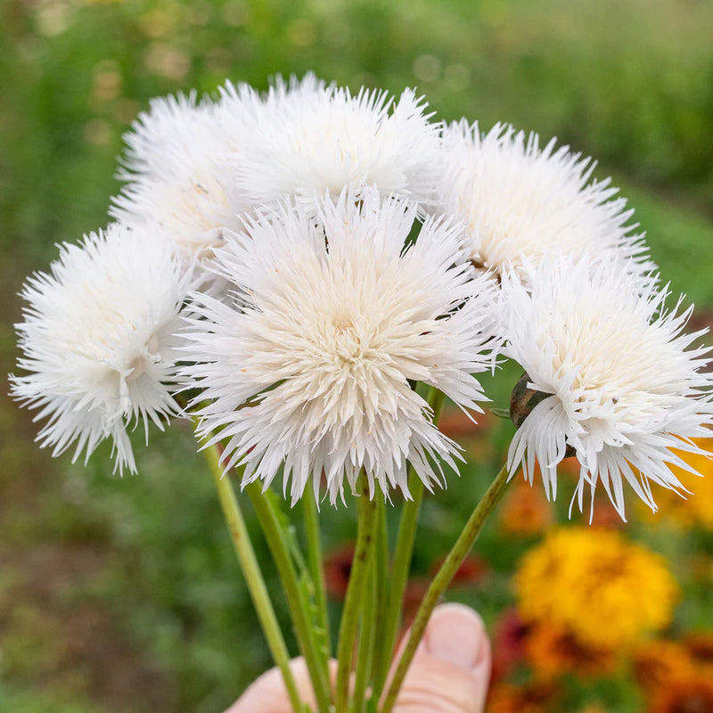 Centaurea Moschata Flower Seeds – Heirloom Non-GMO Seeds for Fragrant and Cottage Garden Planting