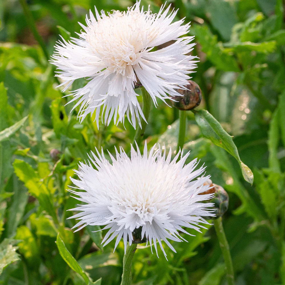 Centaurea Moschata Flower Seeds – Heirloom Non-GMO Seeds for Fragrant and Cottage Garden Planting
