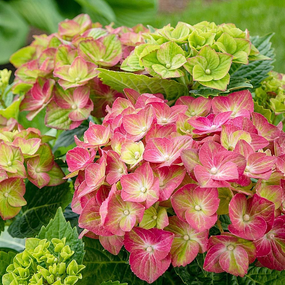 Green (Green scientific name) for planting in garden