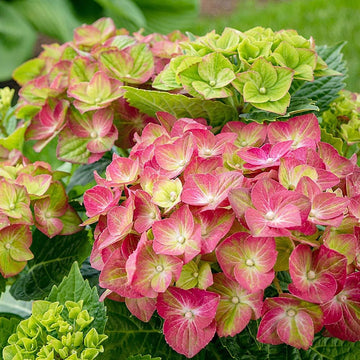 Green (Green scientific name) for planting in garden