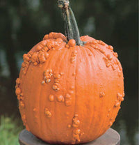 Knuckle Head Pumpkin Vegetable Seeds for Planting – Non-GMO, Heirloom Pumpkin Seeds for Garden