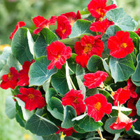 Heirloom Non-GMO Nasturtium Flower Seeds for Planting – Edible Vibrant Blooms - Non-GMO for planting in home garden