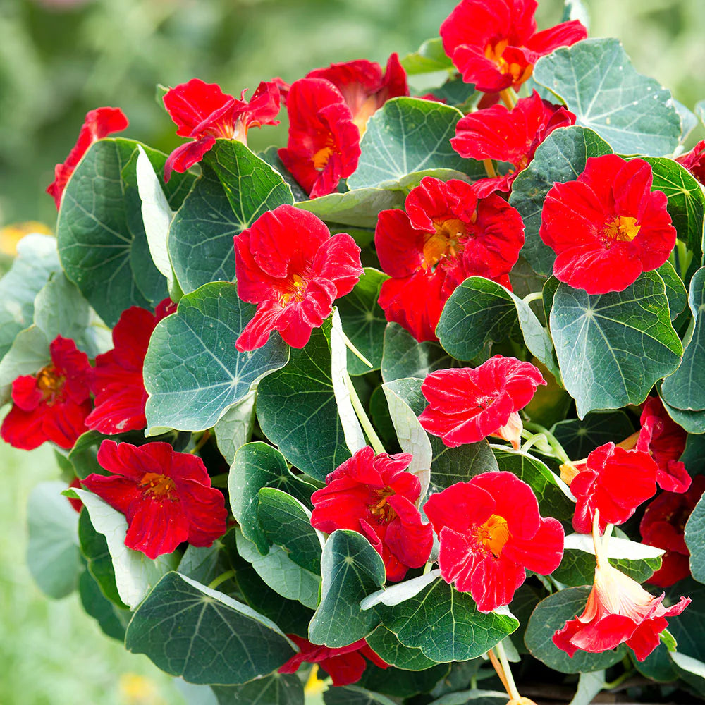 Heirloom Non-GMO Nasturtium Flower Seeds for Planting – Edible Vibrant Blooms