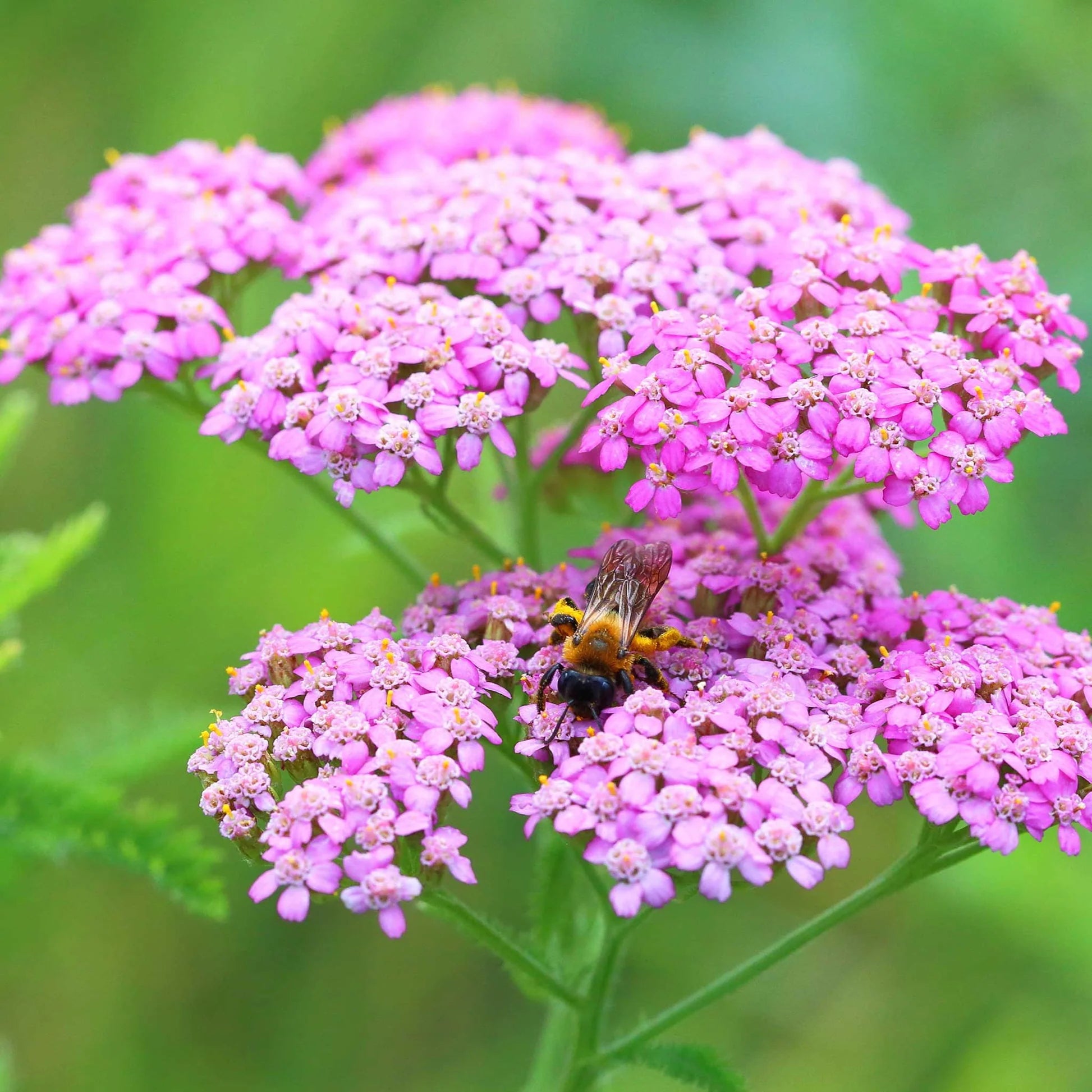 Achillea Flower Seeds for Planting, Heirloom, Non-GMO, 100 pcs