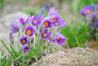 Pulsatilla Flower Seeds for Planting - 100 pcs