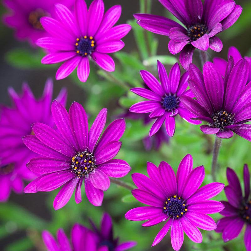 Osteospermum Ecklonis Flower Seeds Heirloom Non GMO Planting - 100 pcs