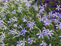 Laurentia Flower Seeds for Planting â€“ NON GMO Seeds