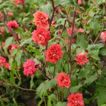 Elegant Clarkia Flower Seeds for Planting â€“ NON GMO Seeds for planting in home garden