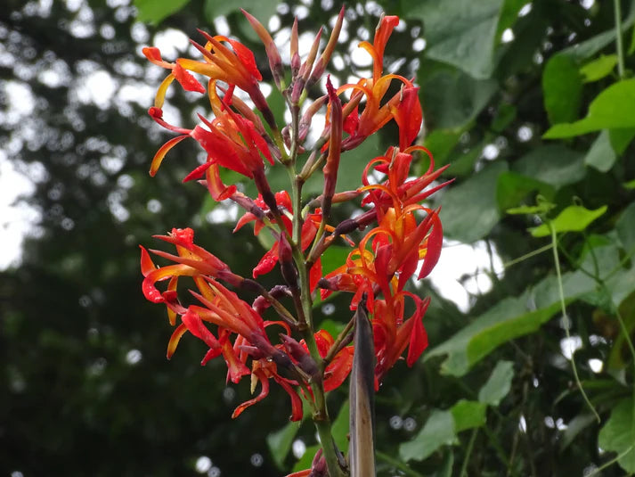 Canna Tuerckheimii Herb Seeds
