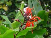 Canna Tuerckheimii Herb Seeds