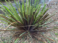 Cymbopogon citratus 'Purple' ? Purple Lemongrass