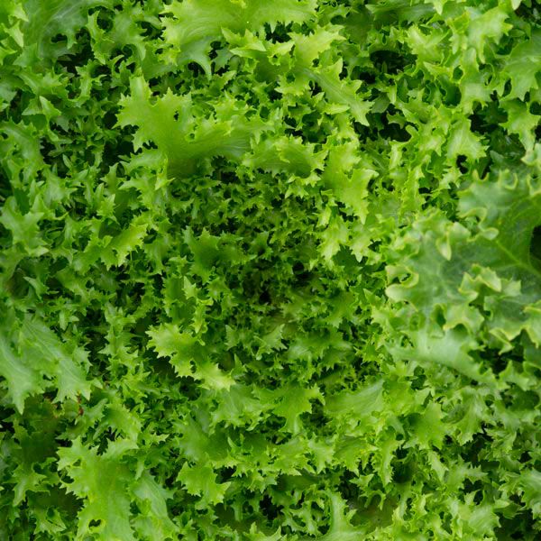 Endive Lettuce Curly Frisee Seeds for Planting heirloom & Non-GMO Seeds