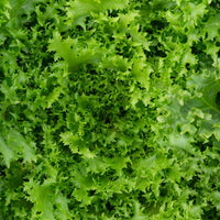 Endive Lettuce Curly Frisee Seeds for Planting heirloom & Non-GMO Seeds