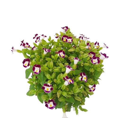 Violet Torenia Kauai Flower Seeds for Unique Gardens - 100 Pcs pcs