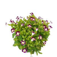 Violet Torenia Kauai Flower Seeds for Unique Gardens - 100 Pcs pcs