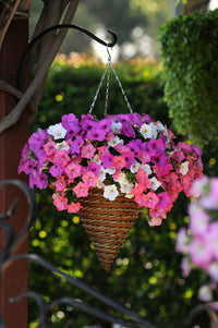 Mixed Hanging Petunia Flower Seeds for Planting - Heirloom, NON-GMO Seeds for Vibrant Garden Blooms