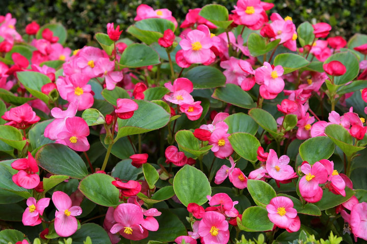 Heirloom Non-GMO Begonia Semperflorens Flower Seeds for Planting – Compact Shade-Loving Blooms