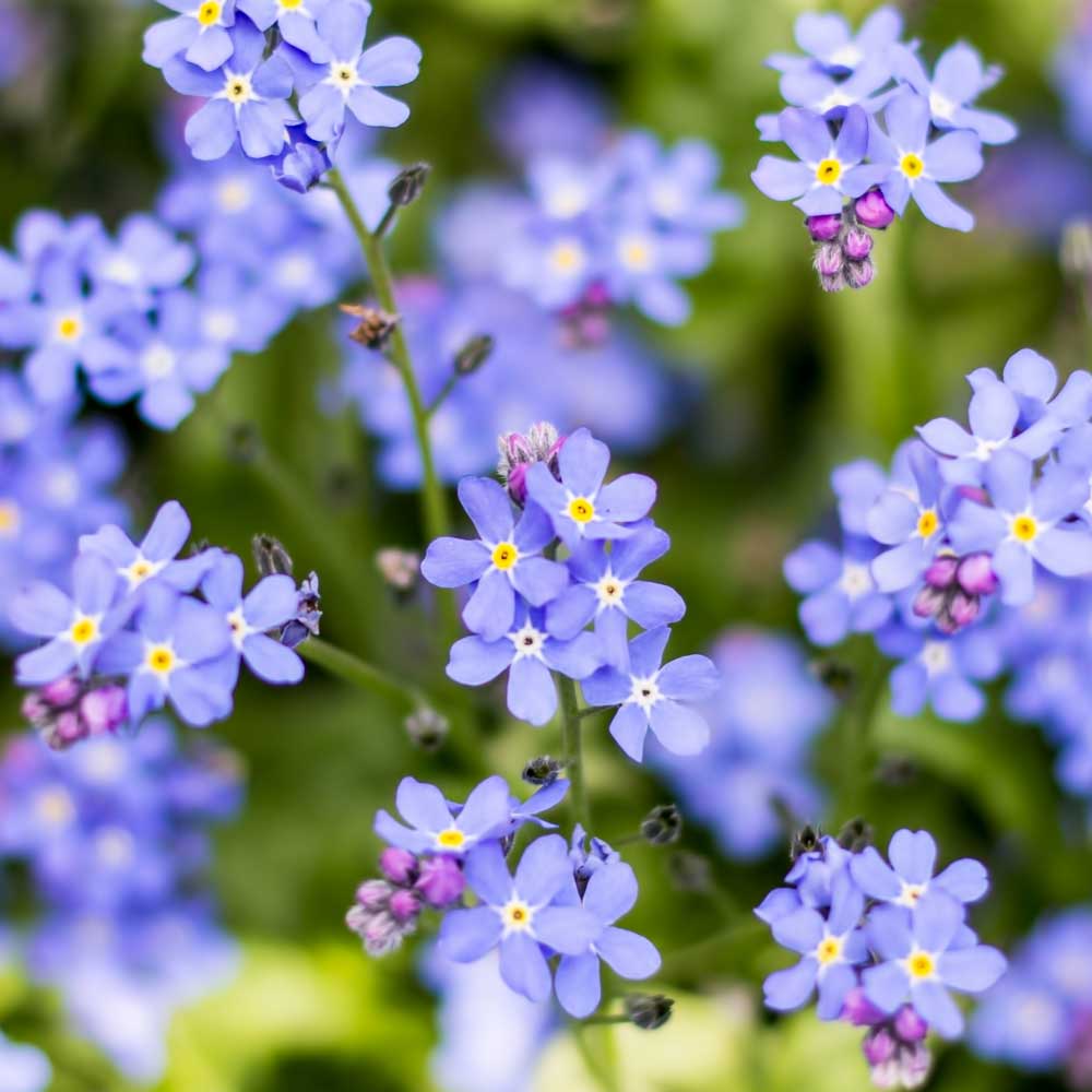 Organic Lavender Myosotis Sylvatica Flower Seeds for Planting – Heirloom, Non-GMO