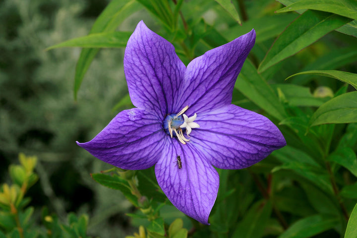 Patycodon Seeds for Planting – Organic, Heirloom, Non-GMO Flower Seeds