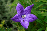 Patycodon Seeds for Planting – Organic, Heirloom, Non-GMO Flower Seeds