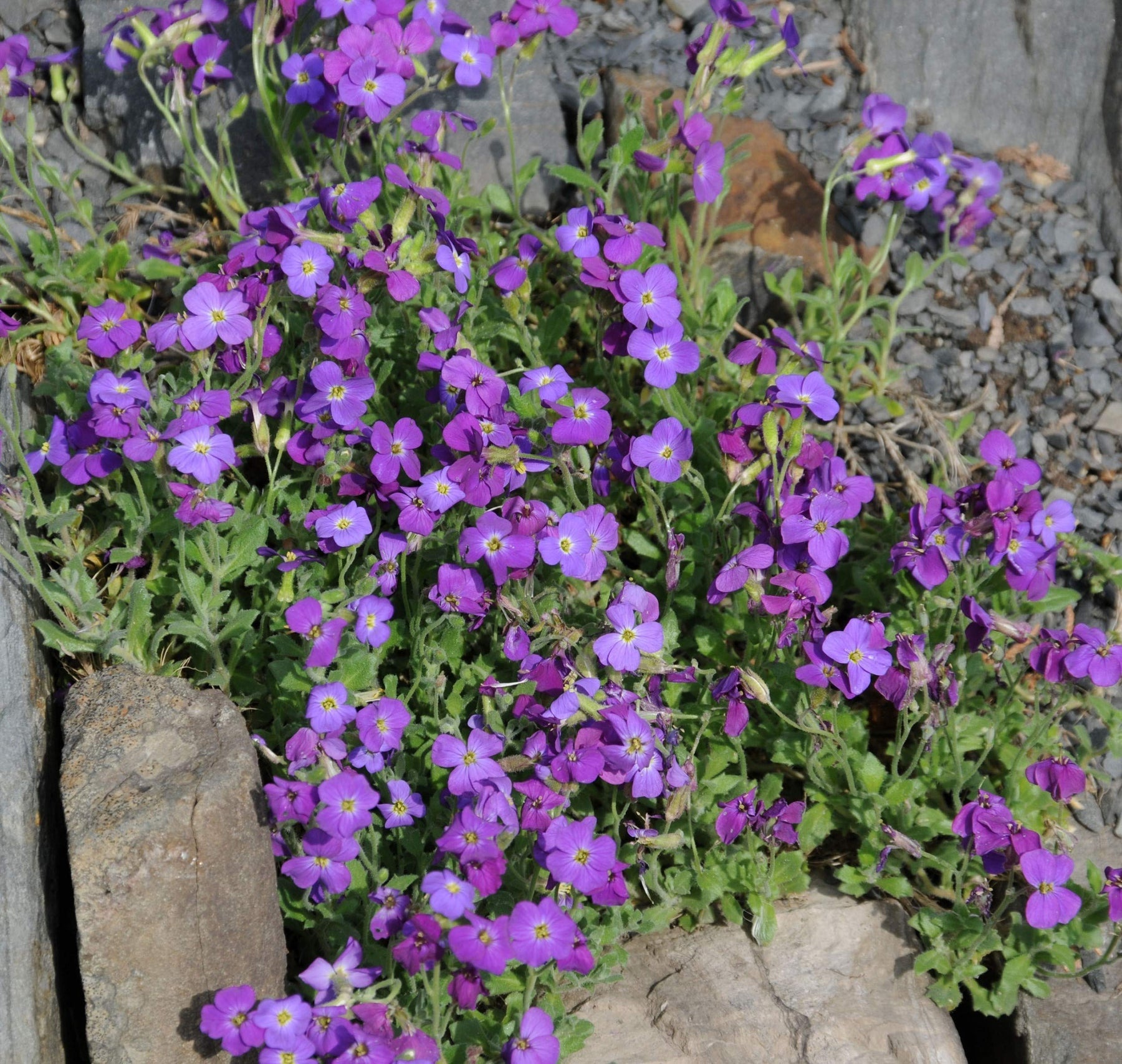 Heirloom Non-GMO Aubrieta Flower Seeds for Planting – Vibrant Ground Cover for Rock Gardens