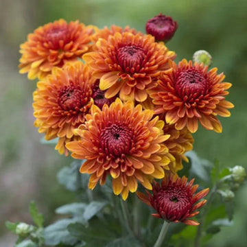 Chrysanthemum Flower Seeds Heirloom Non GMO Planting - 100 pcs