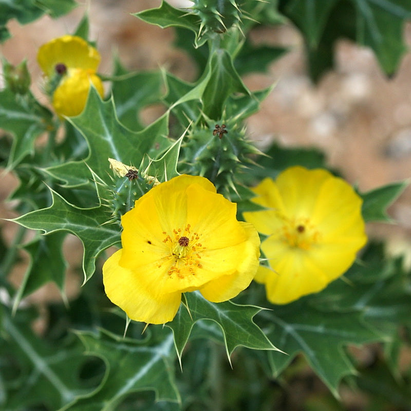 Heirloom Non-GMO Prickly Flower Seeds for Garden Planting – Hardy Drought-Resistant Blooms