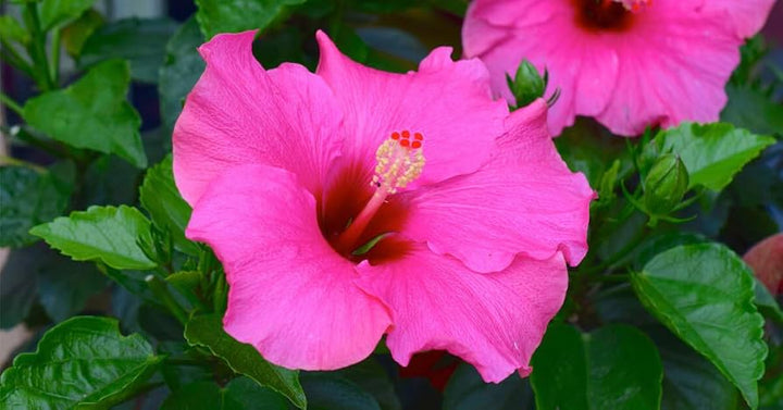 Heirloom Non-GMO Pink Hibiscus Flower Seeds – Bright Tropical Blooms for Garden Planting