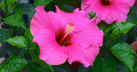 Heirloom Non-GMO Pink Hibiscus Flower Seeds – Bright Tropical Blooms for Garden Planting