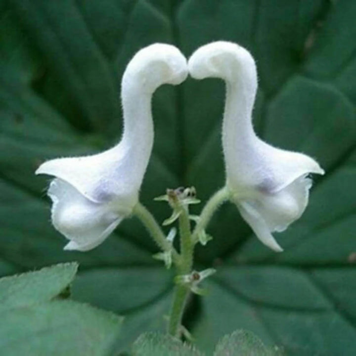 Heirloom Non-GMO White Swan Flower Seeds – Elegant Garden Blooms for Planting
