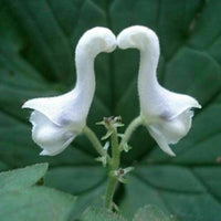 Heirloom Non-GMO White Swan Flower Seeds – Elegant Garden Blooms for Planting