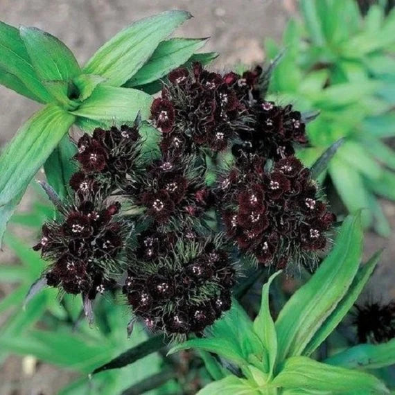 Heirloom Non-GMO Black William Flower Seeds for Bold and Unique Garden Planting