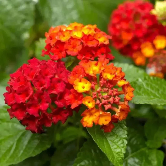 Orange Red Lantana Flower Seeds for Planting - NON GMO Seeds