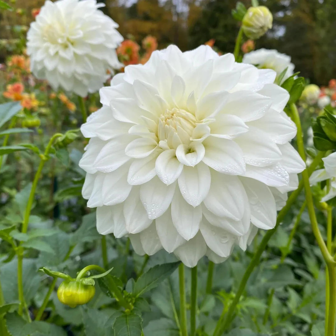 Dahlia Flowers Seeds Heirloom Non GMO Planting - 100 pcs