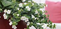 Heirloom Non-GMO White Snowtopia Flower Seeds for Elegant Garden Borders and Winter Planting