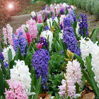 Multi-Colour Hyacinthus Orientalis Seeds for Planting - NON GMO Seeds