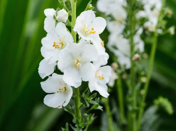 White Verbascum Flower Seeds for Planting - NON GMO Seeds