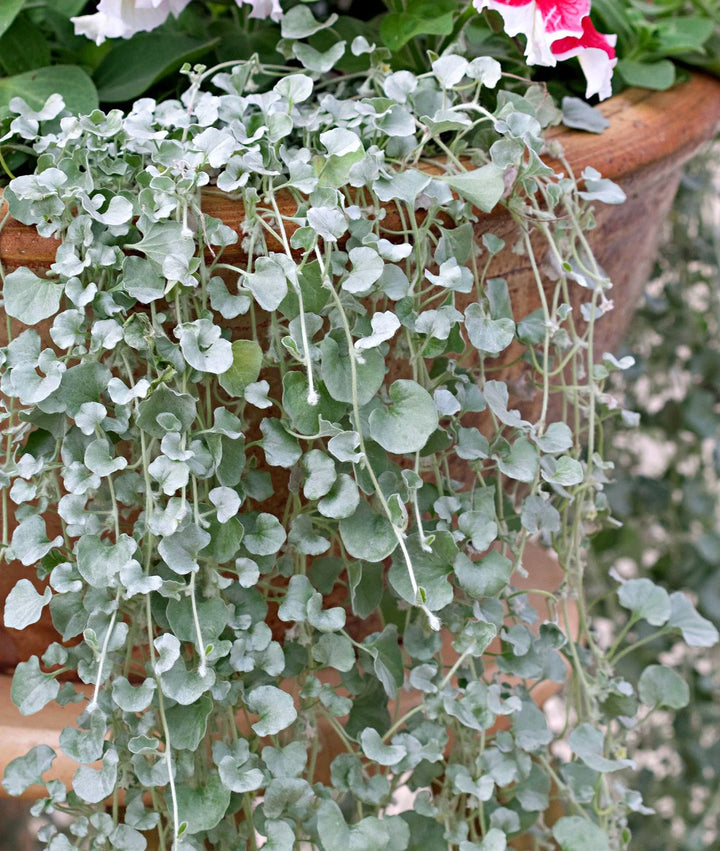Silver Dichondra Plant Seeds for Planting - NON GMO Seeds