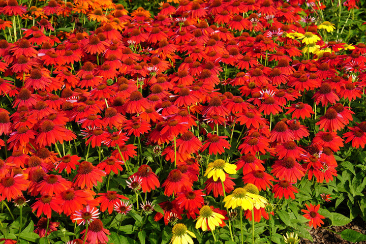 Heirloom Red Echinacea Coneflower Seeds for Planting - Non-GMO Garden Seeds