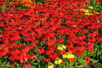 Heirloom Red Echinacea Coneflower Seeds for Planting - Non-GMO Garden Seeds