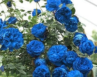 Sky Blue Climbing Rose Plant Seeds for Planting Non-GMO Heirloom Garden Seeds for Home and Outdoor Gardening