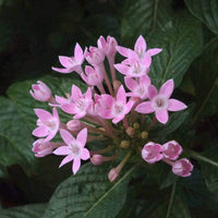 Heirloom Non-GMO Pink Serpentina Flower Seeds for Decorative Garden Beds and Seasonal Planting