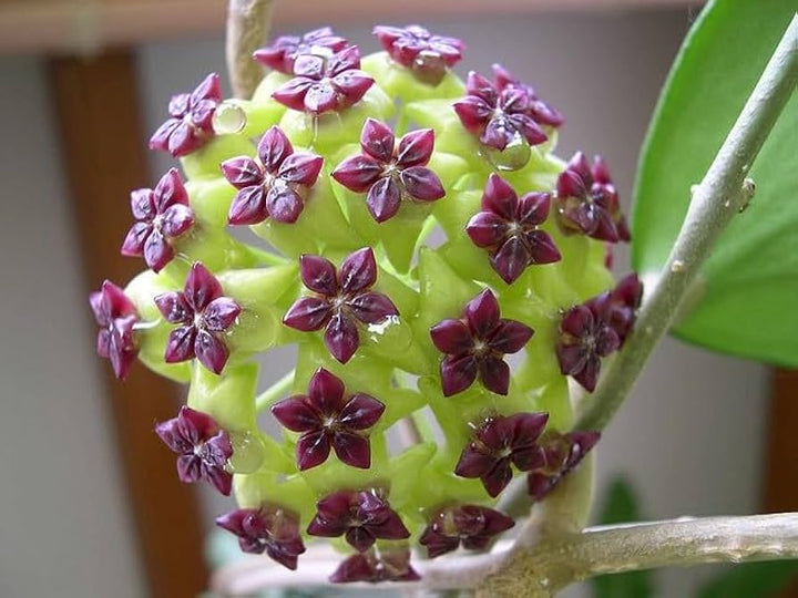 Carnosa Flower Seeds for Planting, Unique Texture, 100 pcs