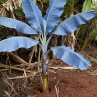 Blue Java Banana (Ice Cream Variety) Planting Seeds – Heirloom Non-GMO Fruit Seeds