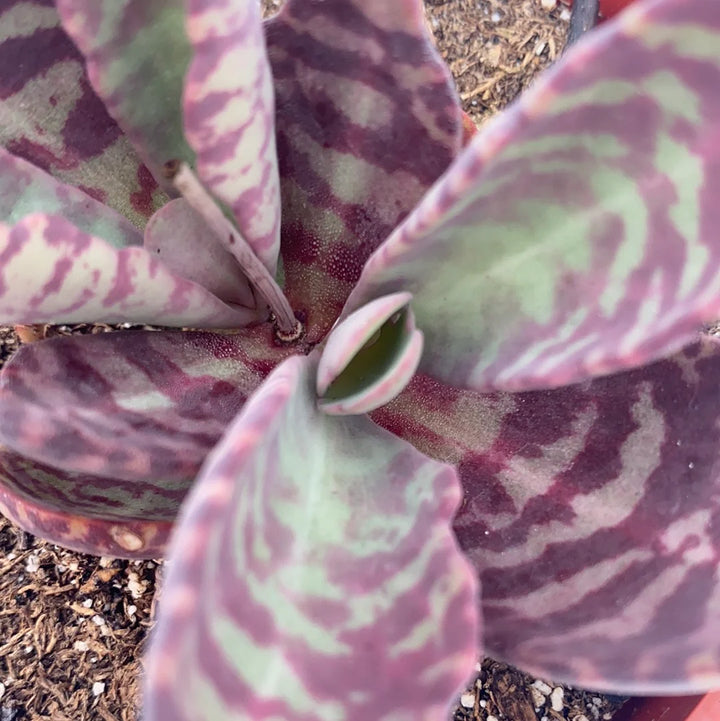 Kalanchoe Humilis Purple White Seeds – Organic, Heirloom, Non-GMO Seeds for Planting