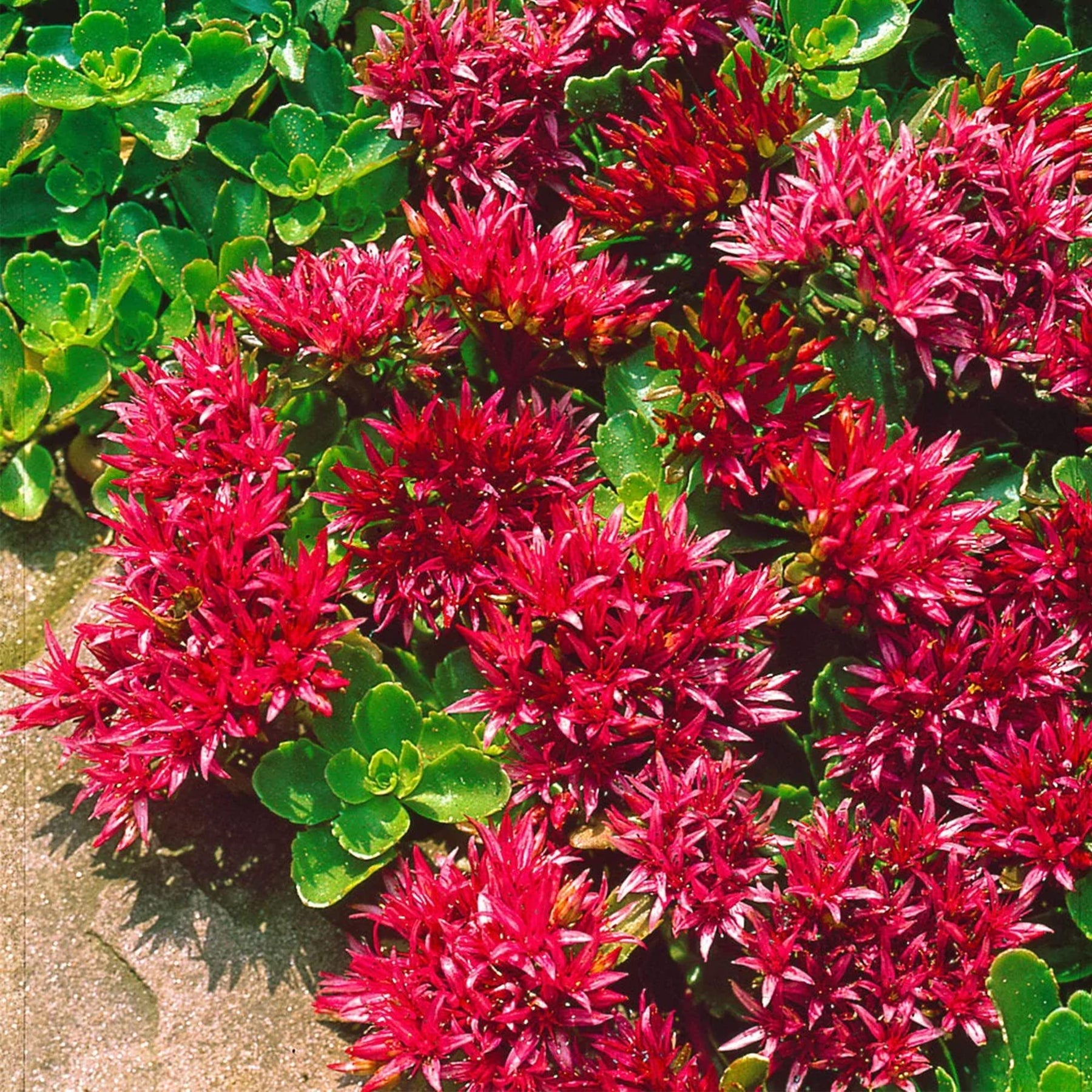Heirloom Non-GMO Red Sedum Flower Seeds for Planting – Colorful Drought-Tolerant Ground Cover Seeds